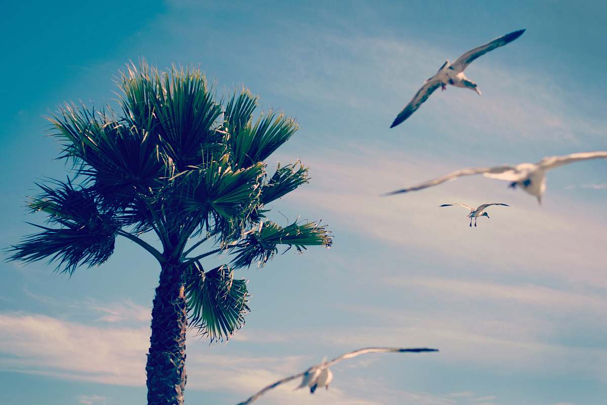 tree flock of birds flying near green tree during daytime seagull